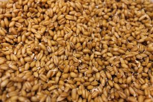 Sprouted Spelt