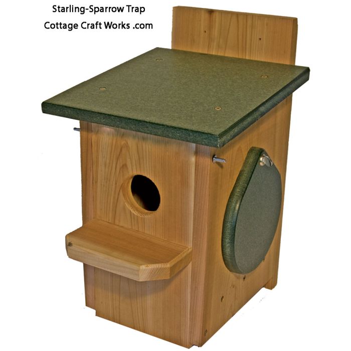 Single Catch Sparrow-Starling Trap