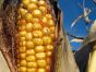 Amish Organic Open Pollinated Corn