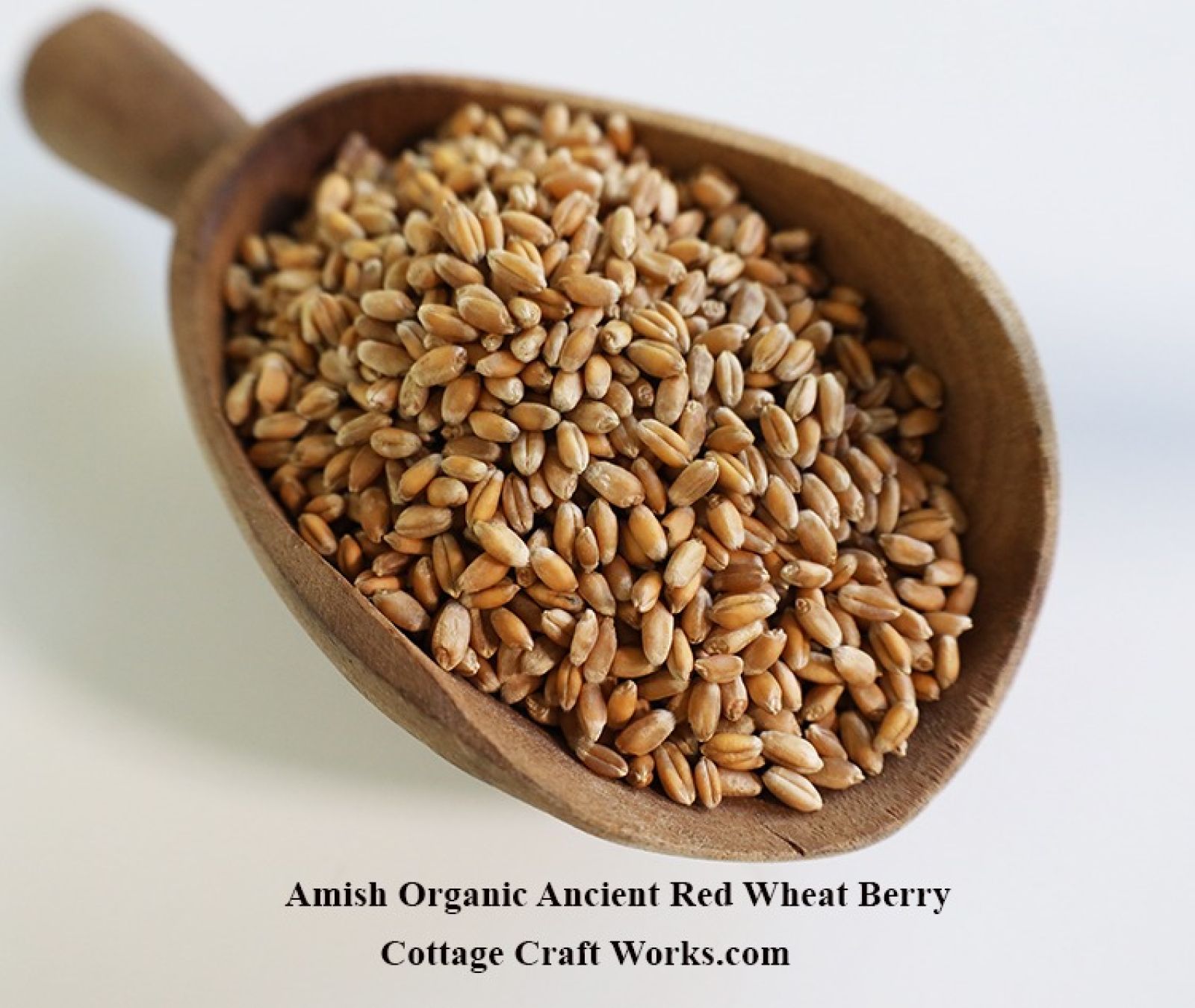 Amish Organic Ancient Red Wheat Berry 25 lb