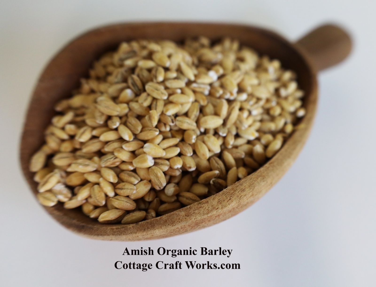 Amish Organic Hulled Barley 25 lb