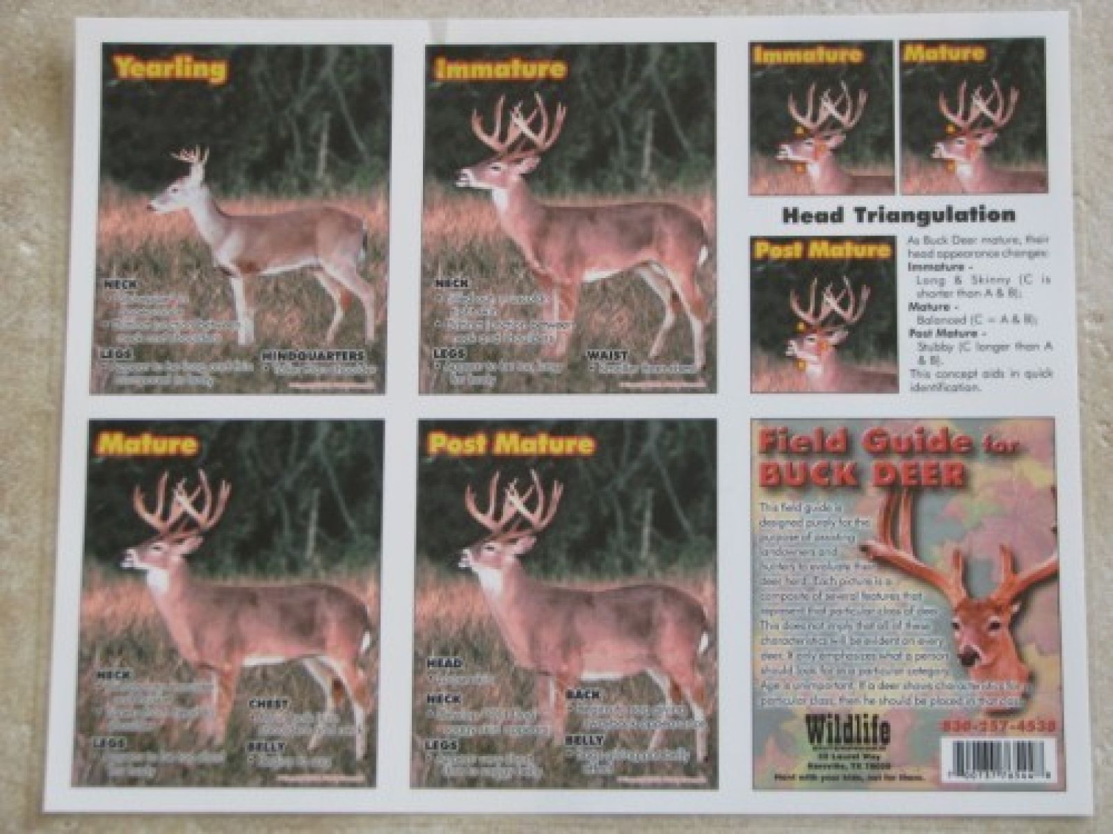 Field Guide for Buck Deer