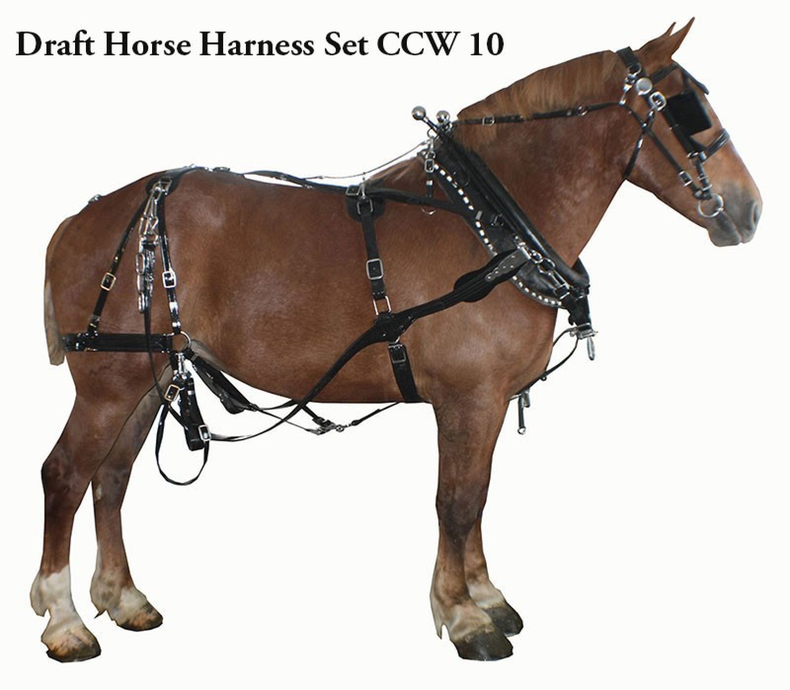 Horses | Draft Team BioThane Harness Set