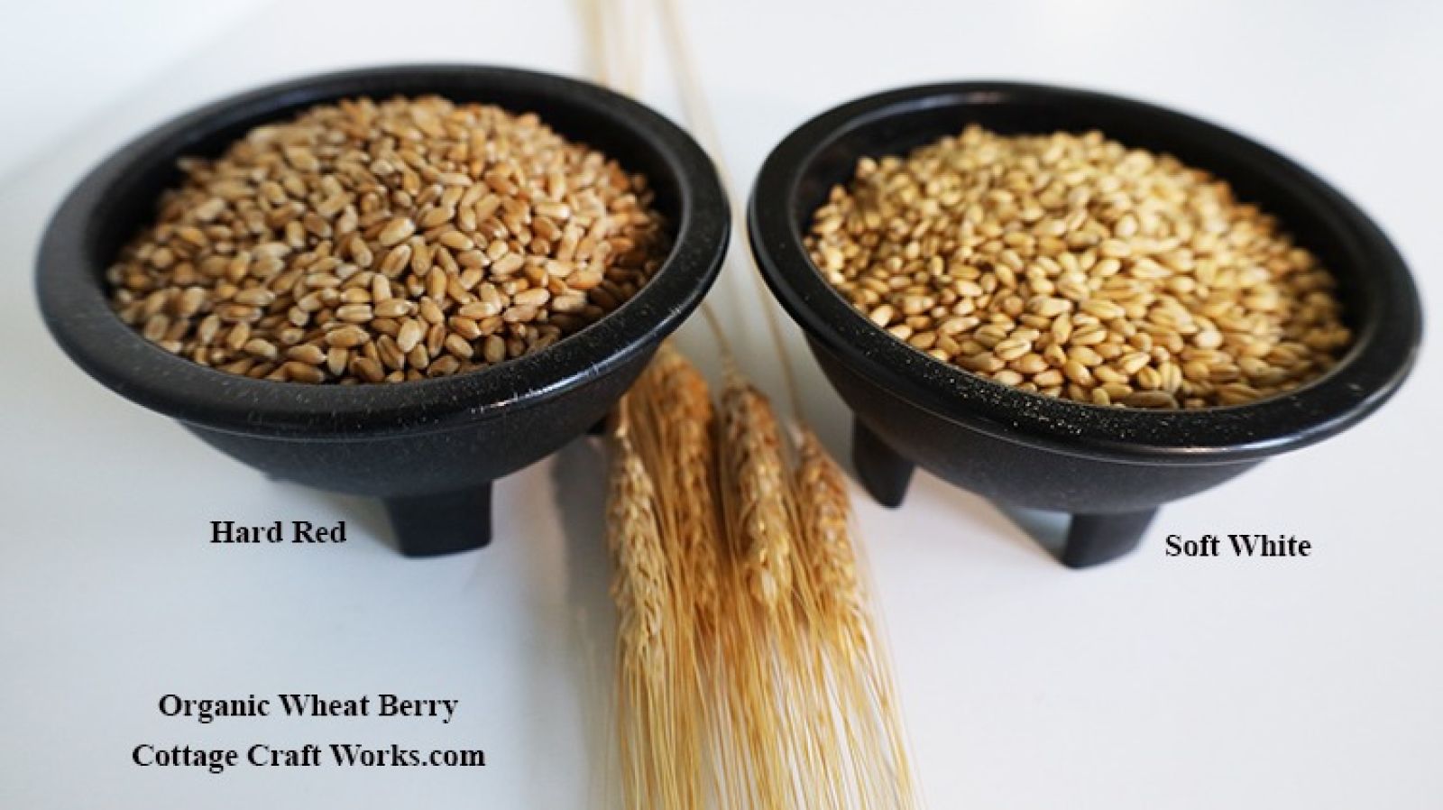 Amish Organic Wheat Berry 25 lb