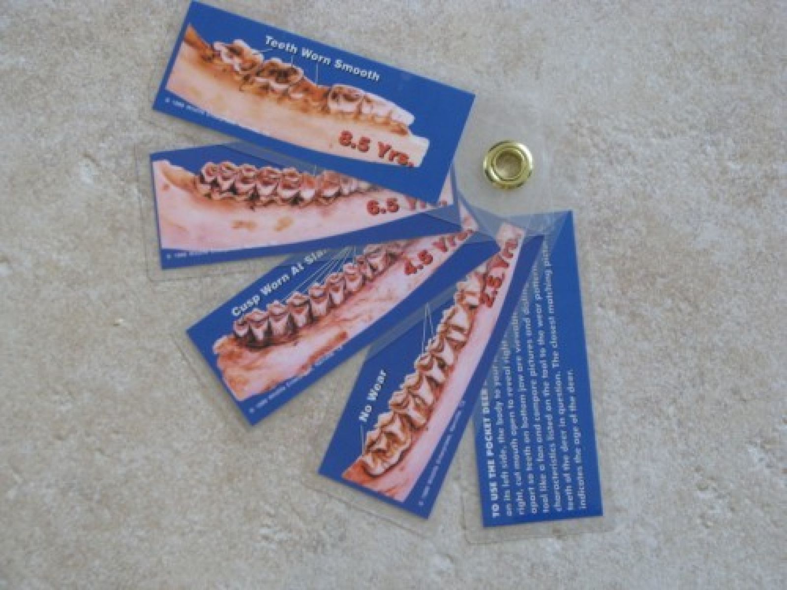 Pocket Deer Aging Tool