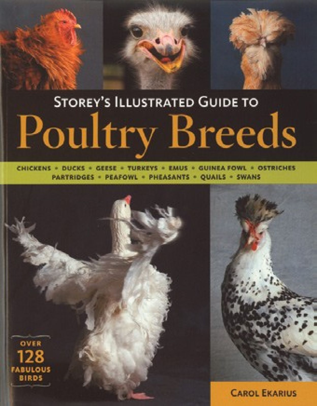 Illustrated Guide to Poultry Breeds