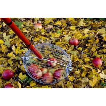 Free Ideas - Various Uses for Apples