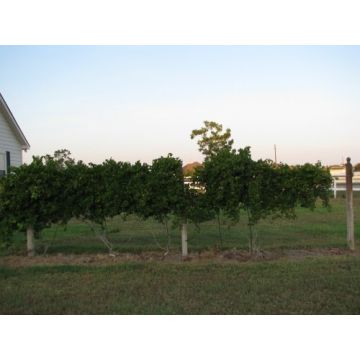 Build a solid grape support and grow wonderful grapes (free info