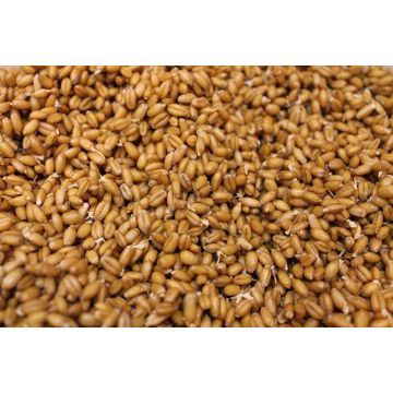 Amish Organic Sprouted Spelt Berry 25 lb