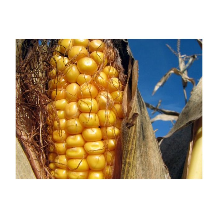 Amish Organic Whole Open Pollinated Corn 25 lb