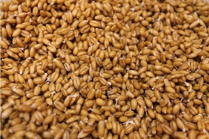 Amish Organic Ancient Red Sprouted Wheat Berry 25 lb